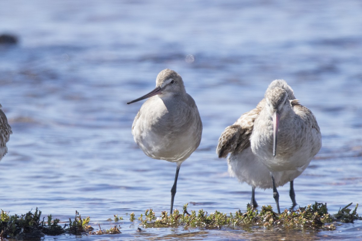 Hudsonian Godwit - ML81438971