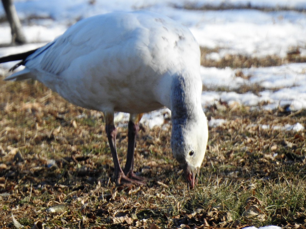 Ross's Goose - ML81439341