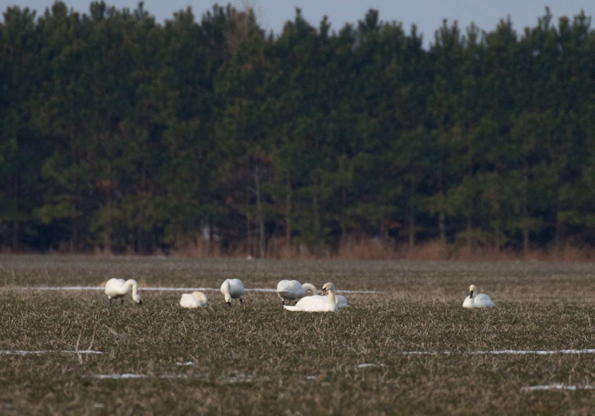 Cygne tuberculé - ML81439431