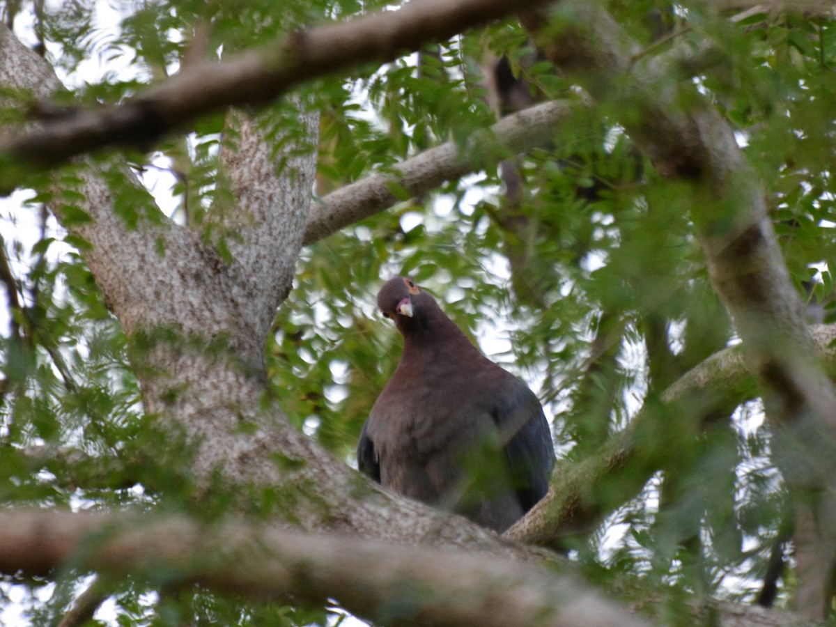 Pigeon à cou rouge - ML81439941