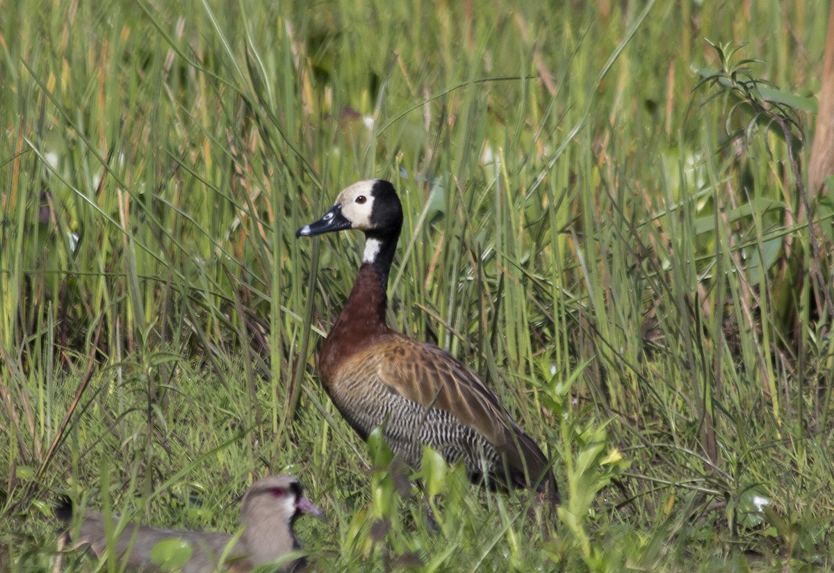 White-faced Whistling-Duck - ML81440011