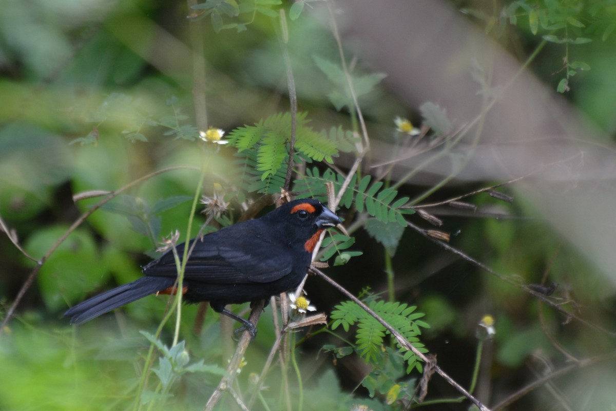 Greater Antillean Bullfinch - Jeremy Collison