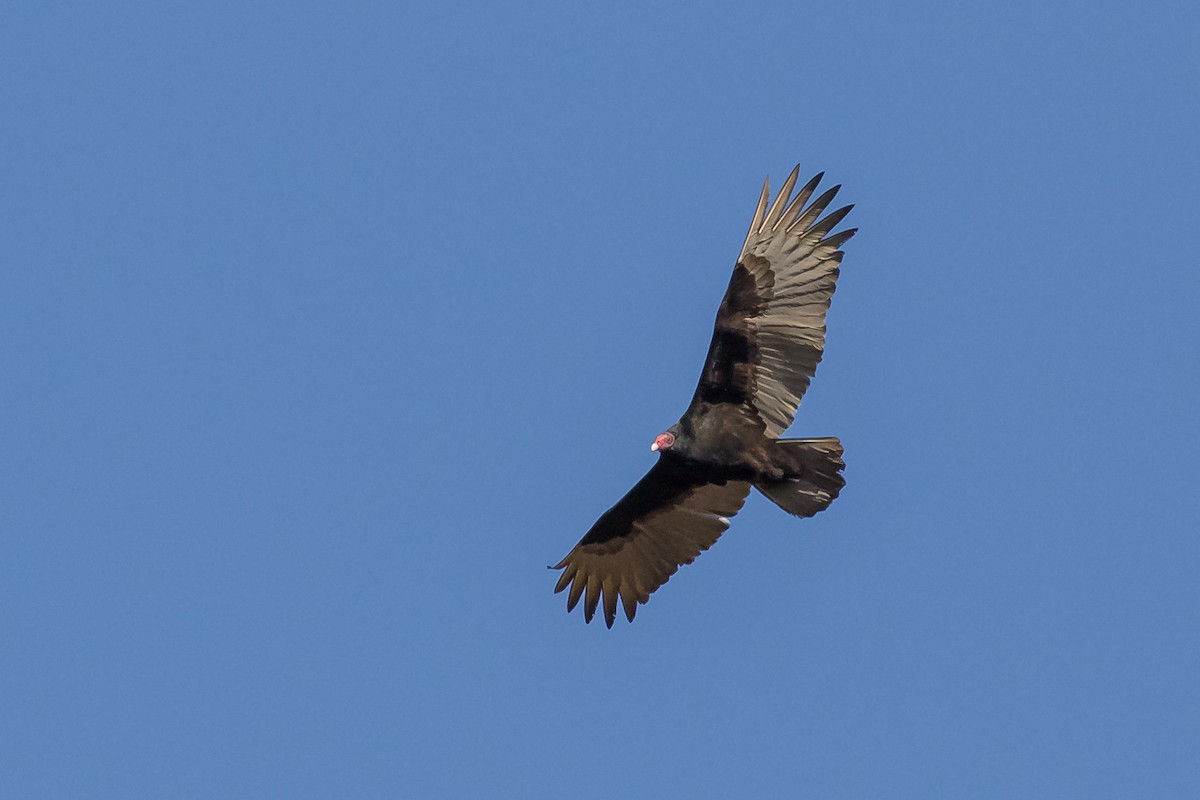 Turkey Vulture - ML81440131