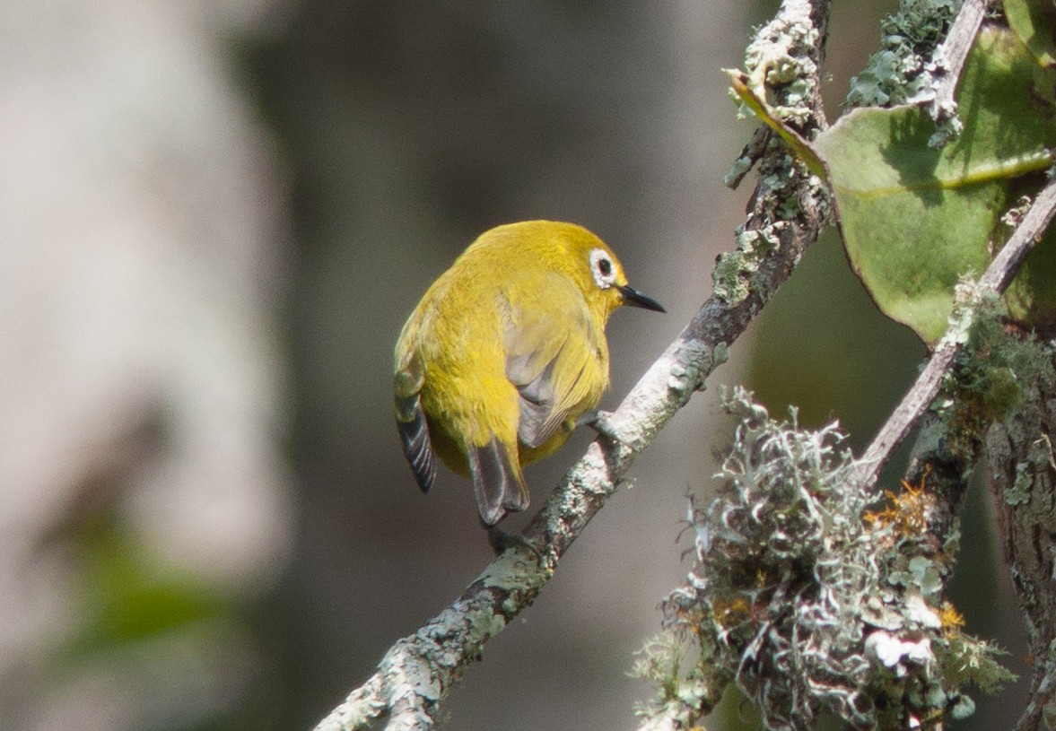 Southern Yellow White-eye - ML81440561