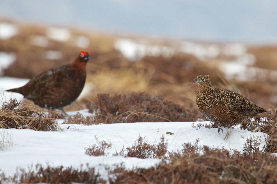 Willow Ptarmigan (Red Grouse) - ML81440621