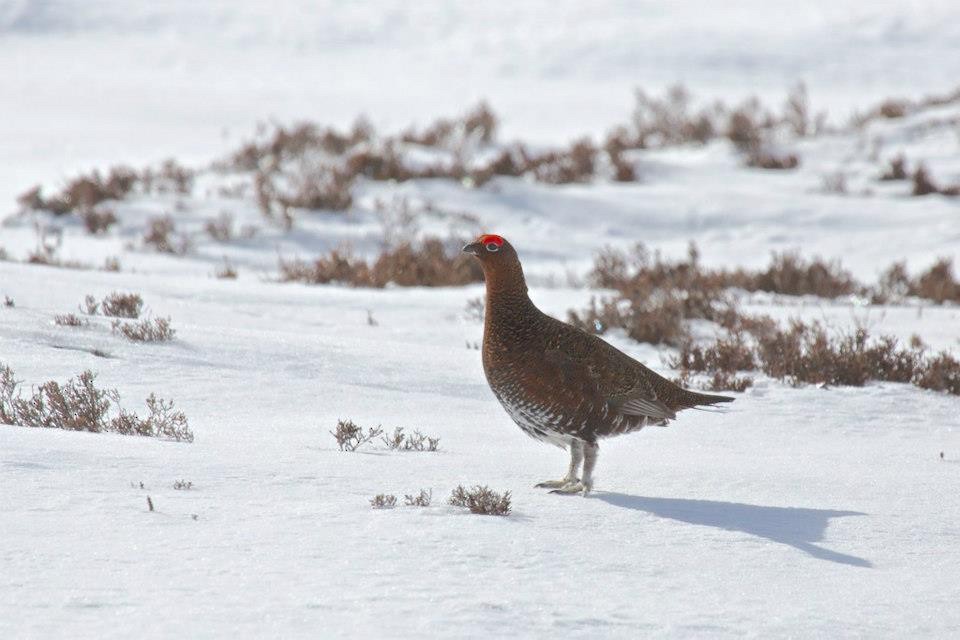 Willow Ptarmigan (Red Grouse) - ML81440631