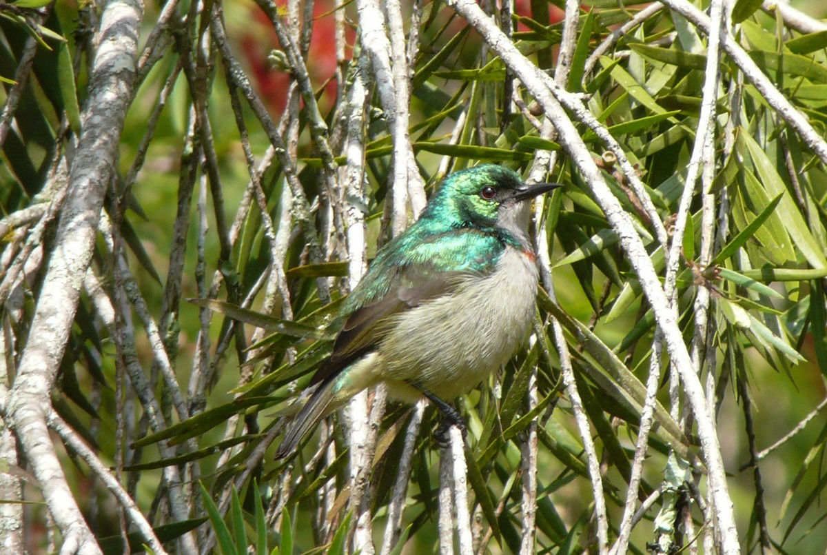 Banded Sunbird - ML81440711