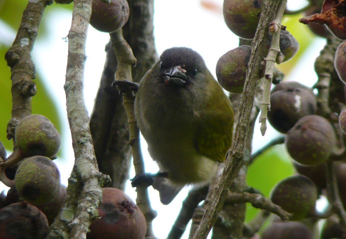 Green Barbet - ML81440941