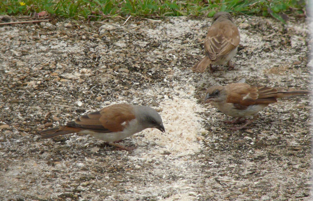 Northern Gray-headed Sparrow - ML81441371