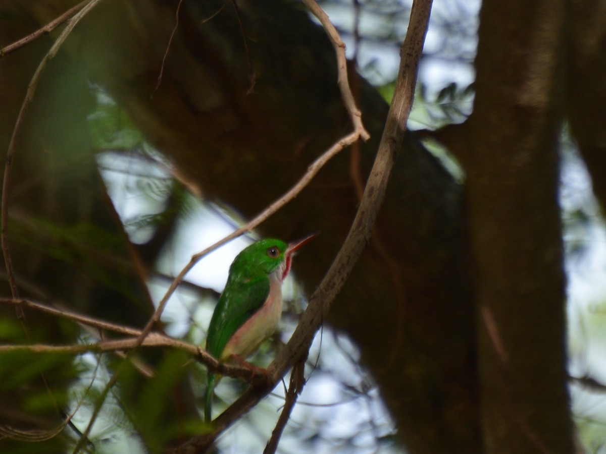 Broad-billed Tody - ML81441521