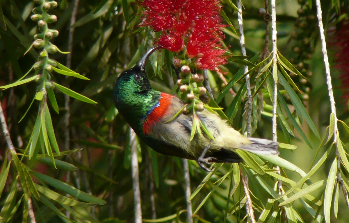 Usambara Double-collared Sunbird - ML81441611