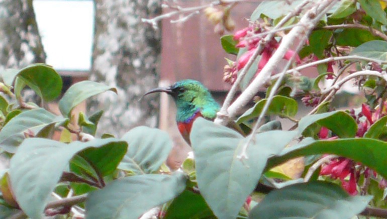 Usambara Double-collared Sunbird - Justyn Stahl