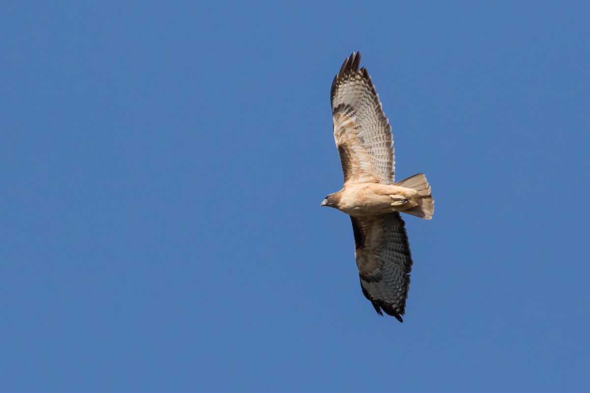 Red-tailed Hawk - Dorna Mojab
