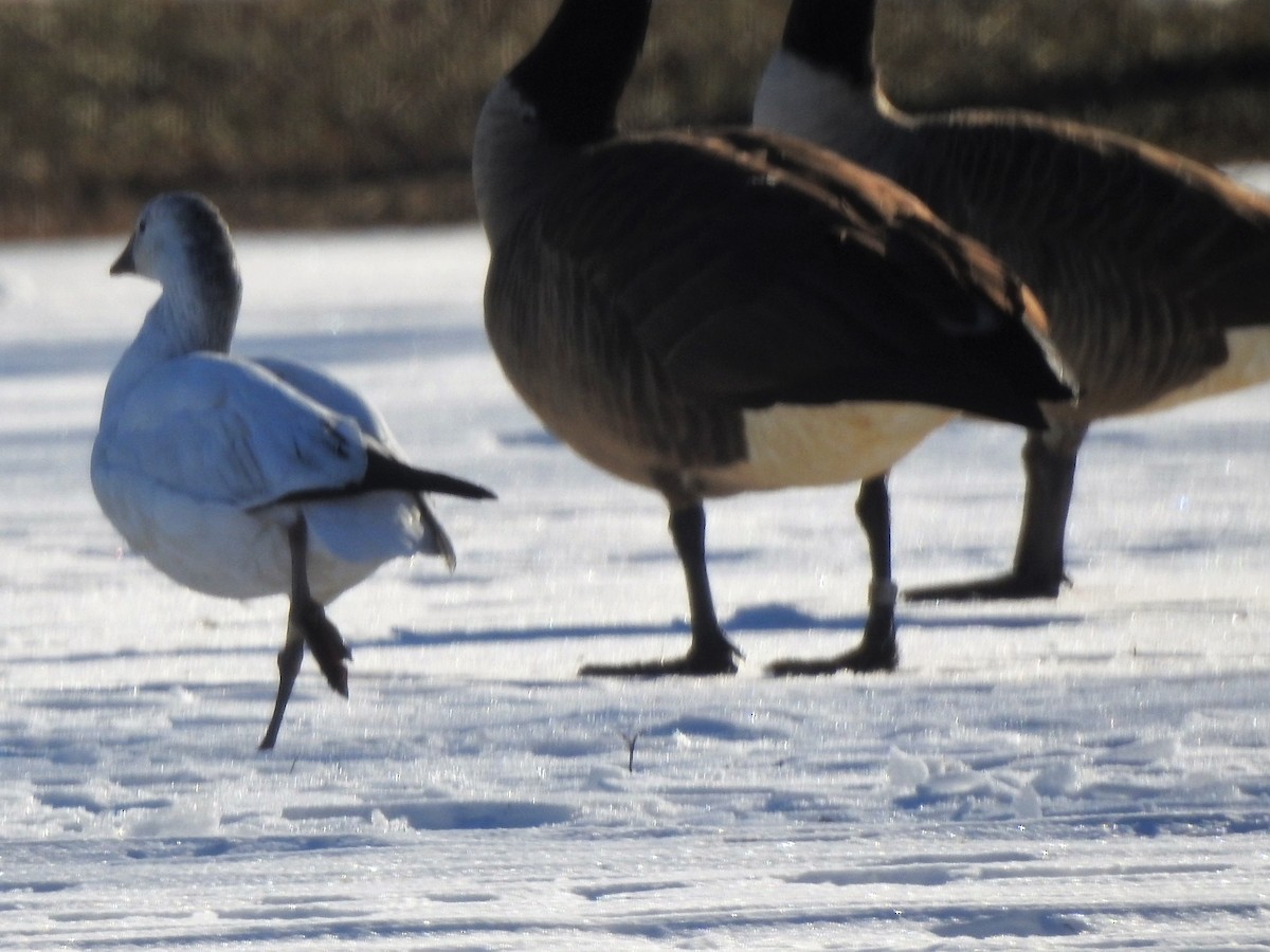 Ross's Goose - ML81442601