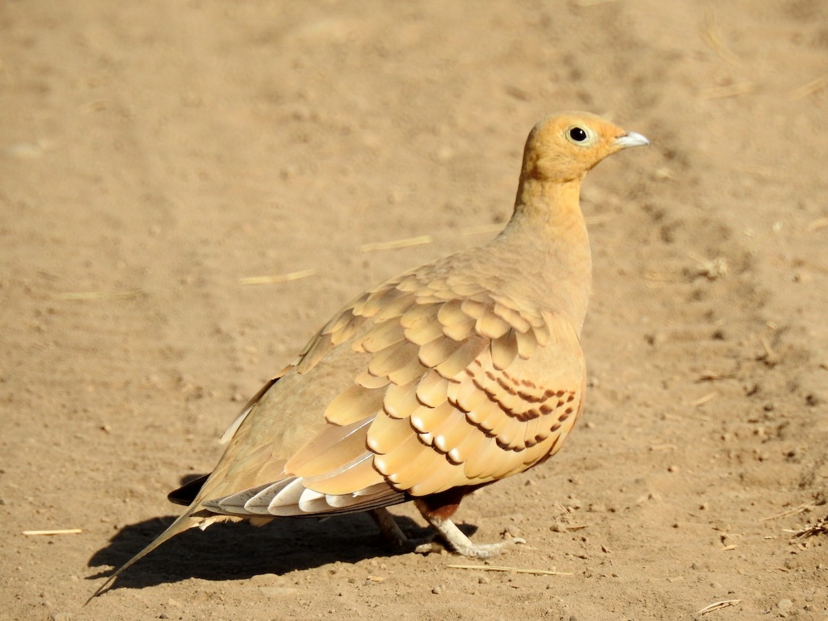 Chestnut-bellied Sandgrouse - bob butler