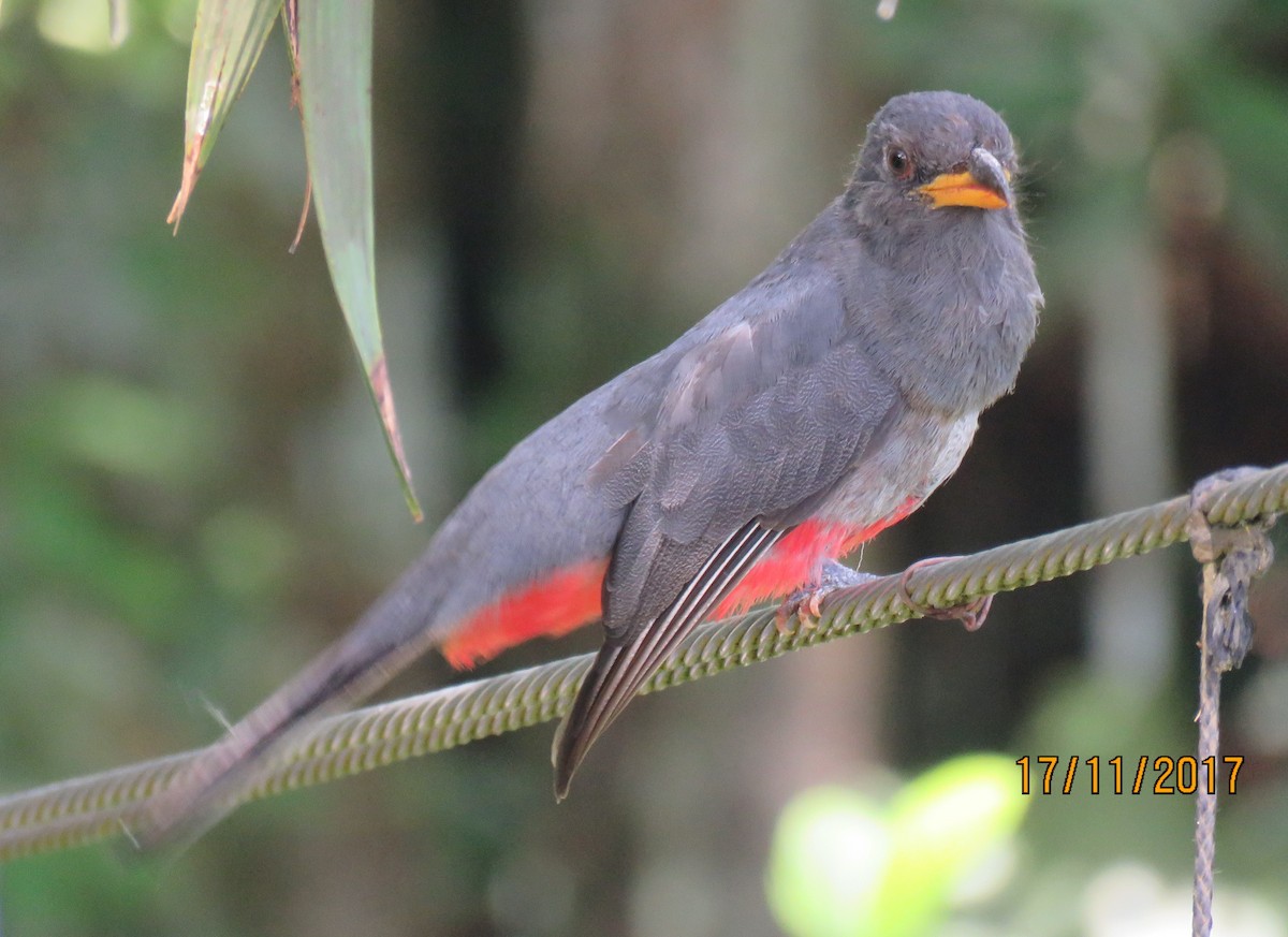 Black-tailed Trogon - ML81444251