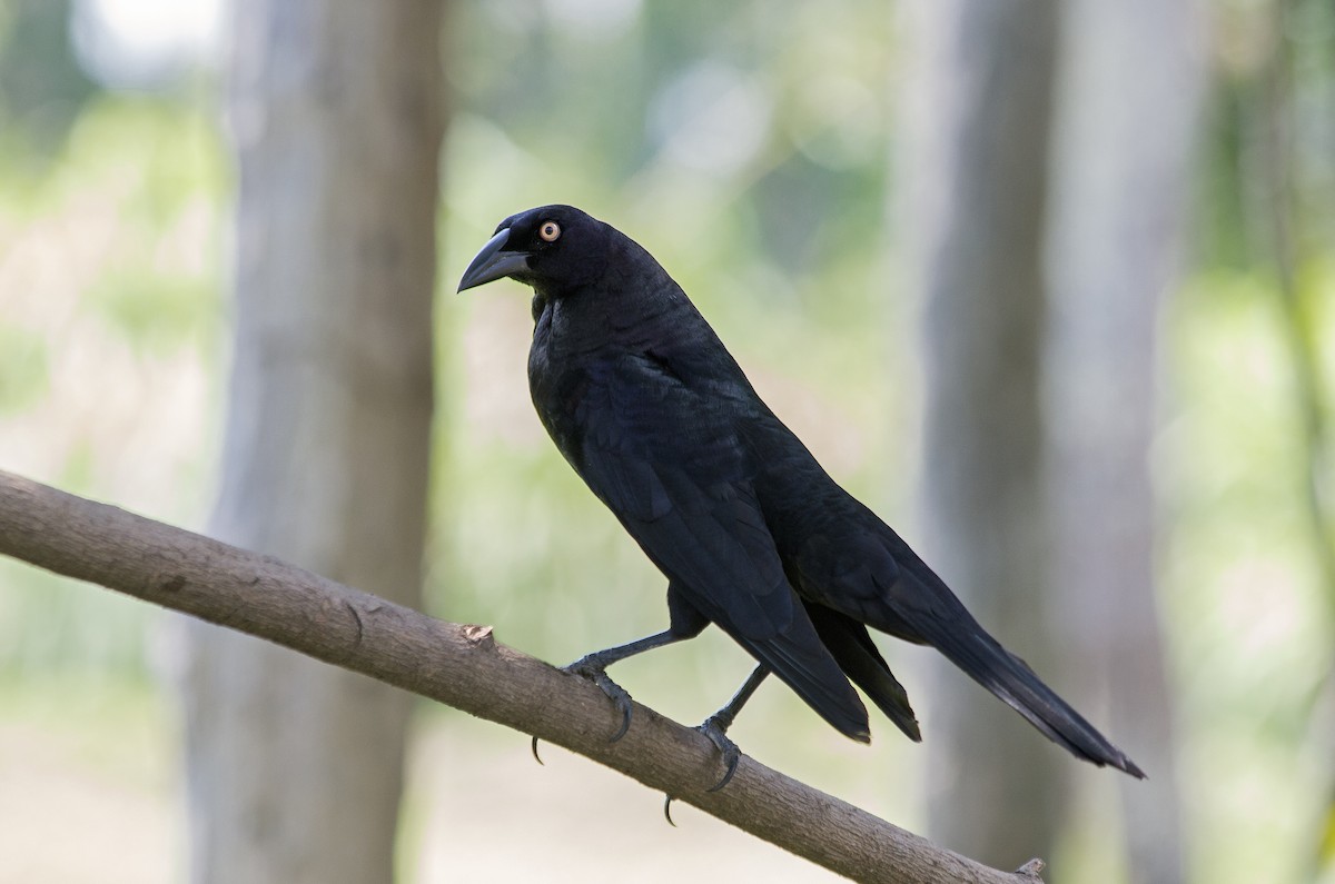 Giant Cowbird - Lorena Patrício