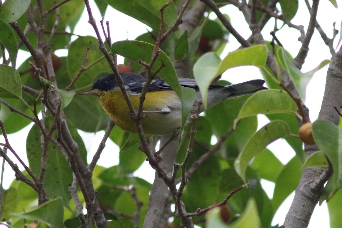 Tropical Parula - ML81444831