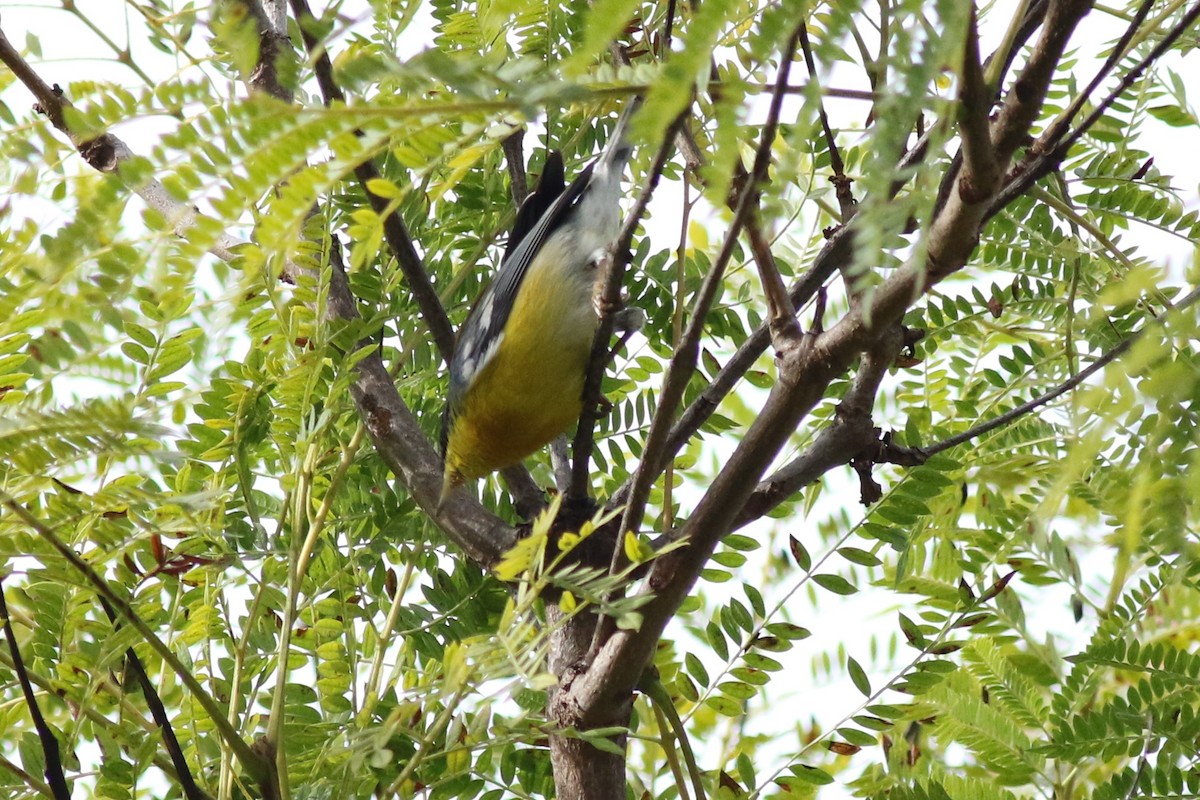 Tropical Parula - ML81444841