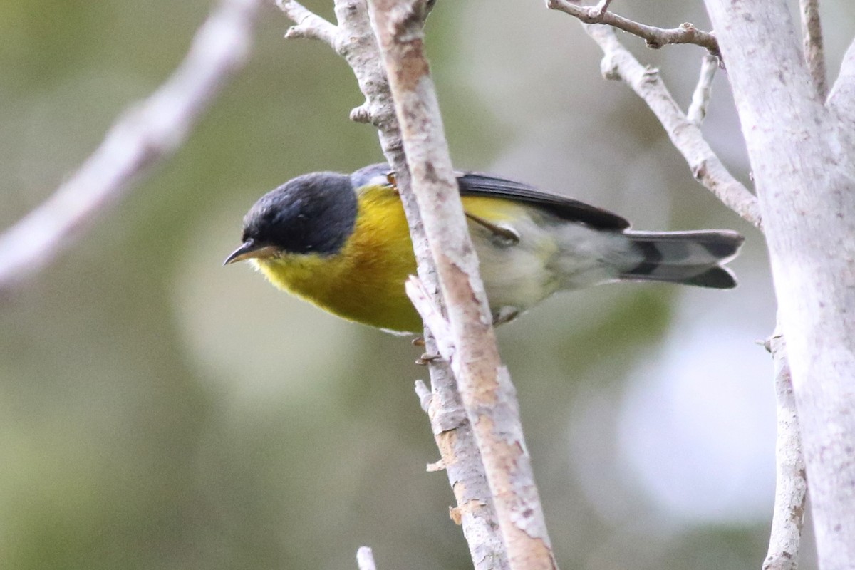 Tropikal Parula - ML81444901