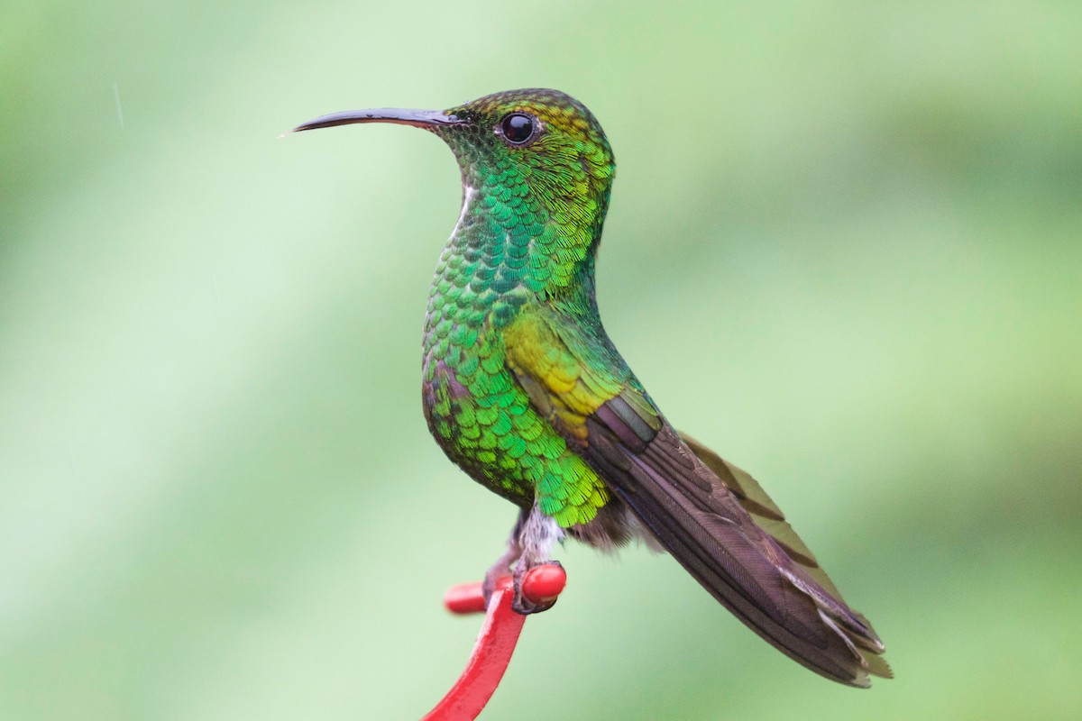 Coppery-headed Emerald - Gaetan Dupont