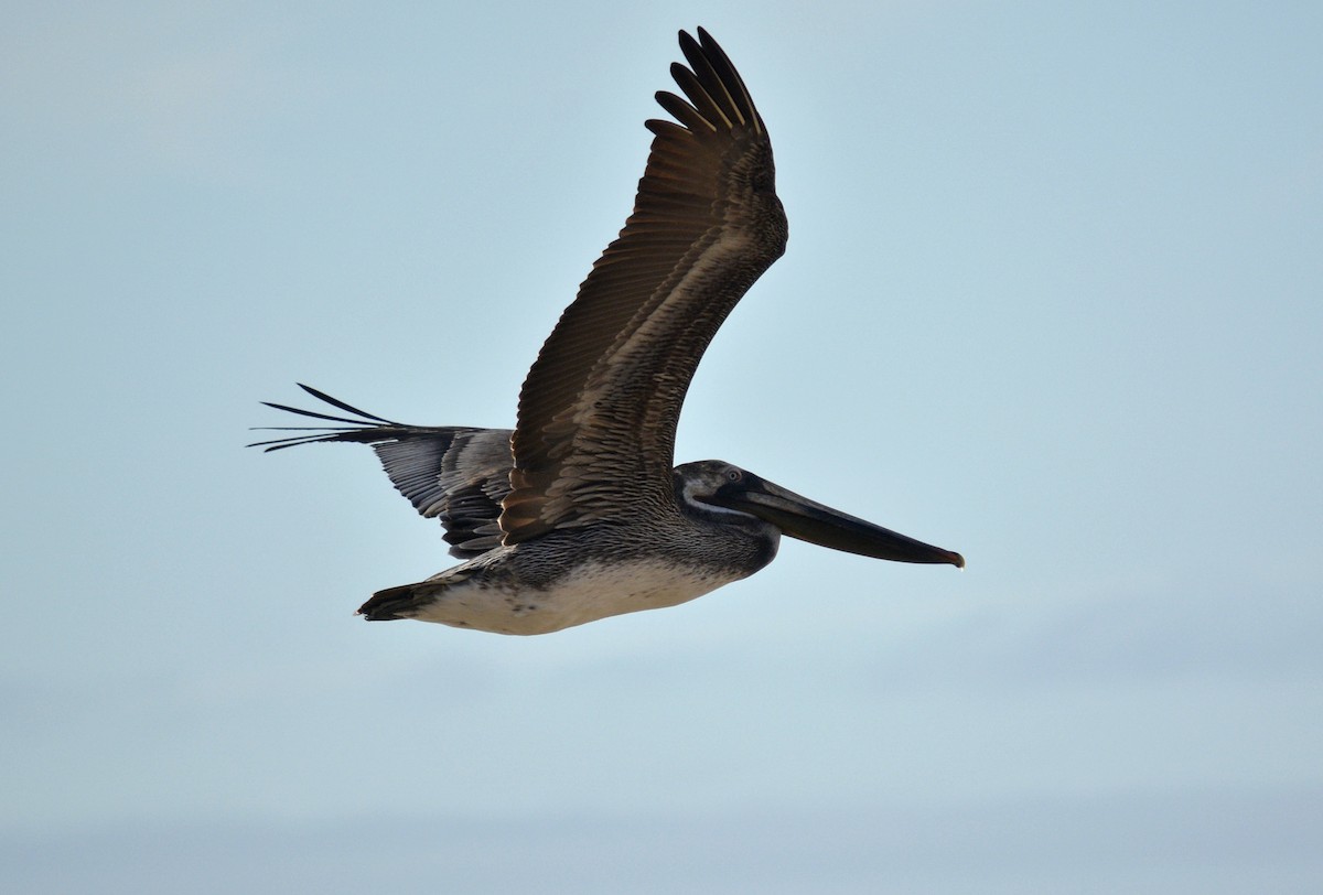 Brown Pelican - ML81446831