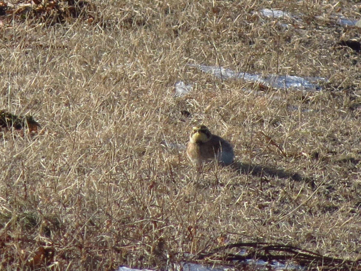 Horned Lark - ML81446971