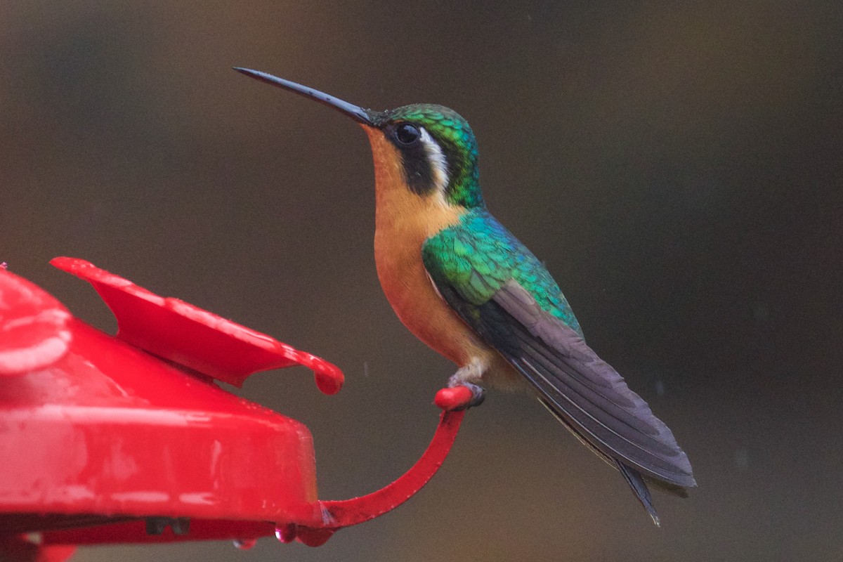 Colibri à gorge pourprée - ML81448311