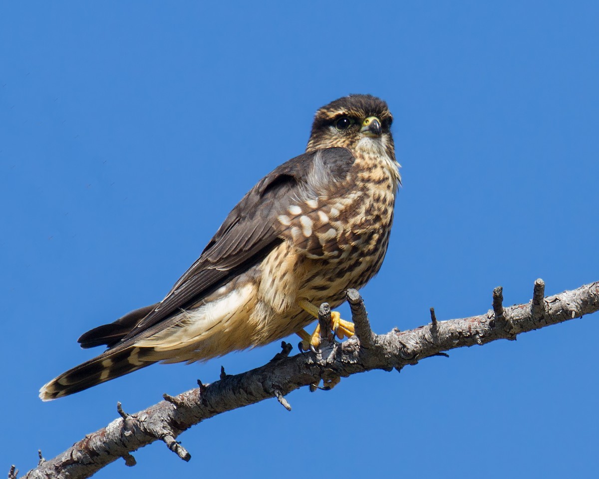 Підсоколик малий - ML81448721