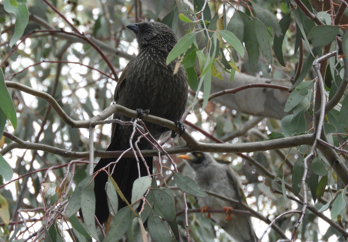 eBird Checklist - 11 Jan 2018 - Aspinall Street Parkland (Watson) - 11 ...
