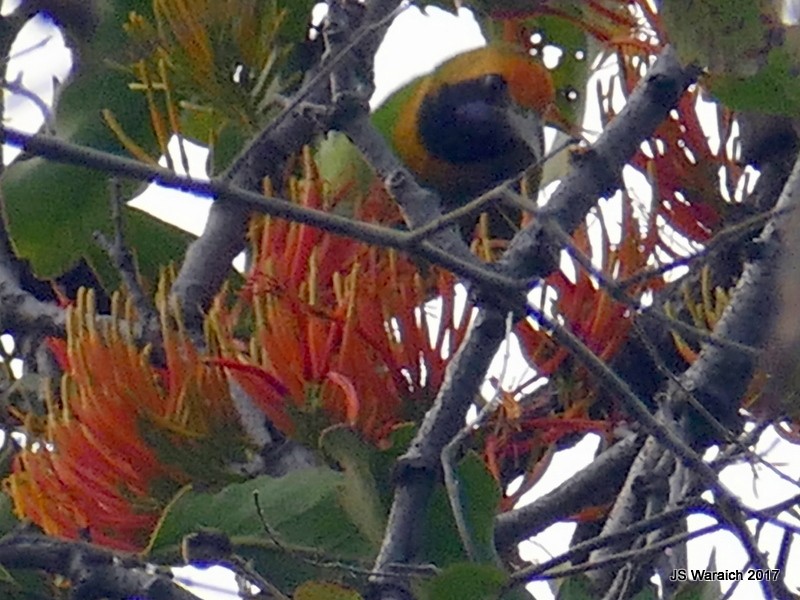 Goldstirn-Blattvogel - ML81450341