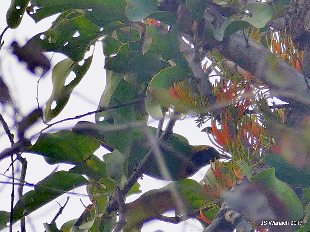 Goldstirn-Blattvogel - ML81450351