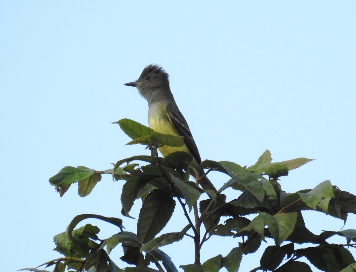 Great Crested Flycatcher - ML81451201