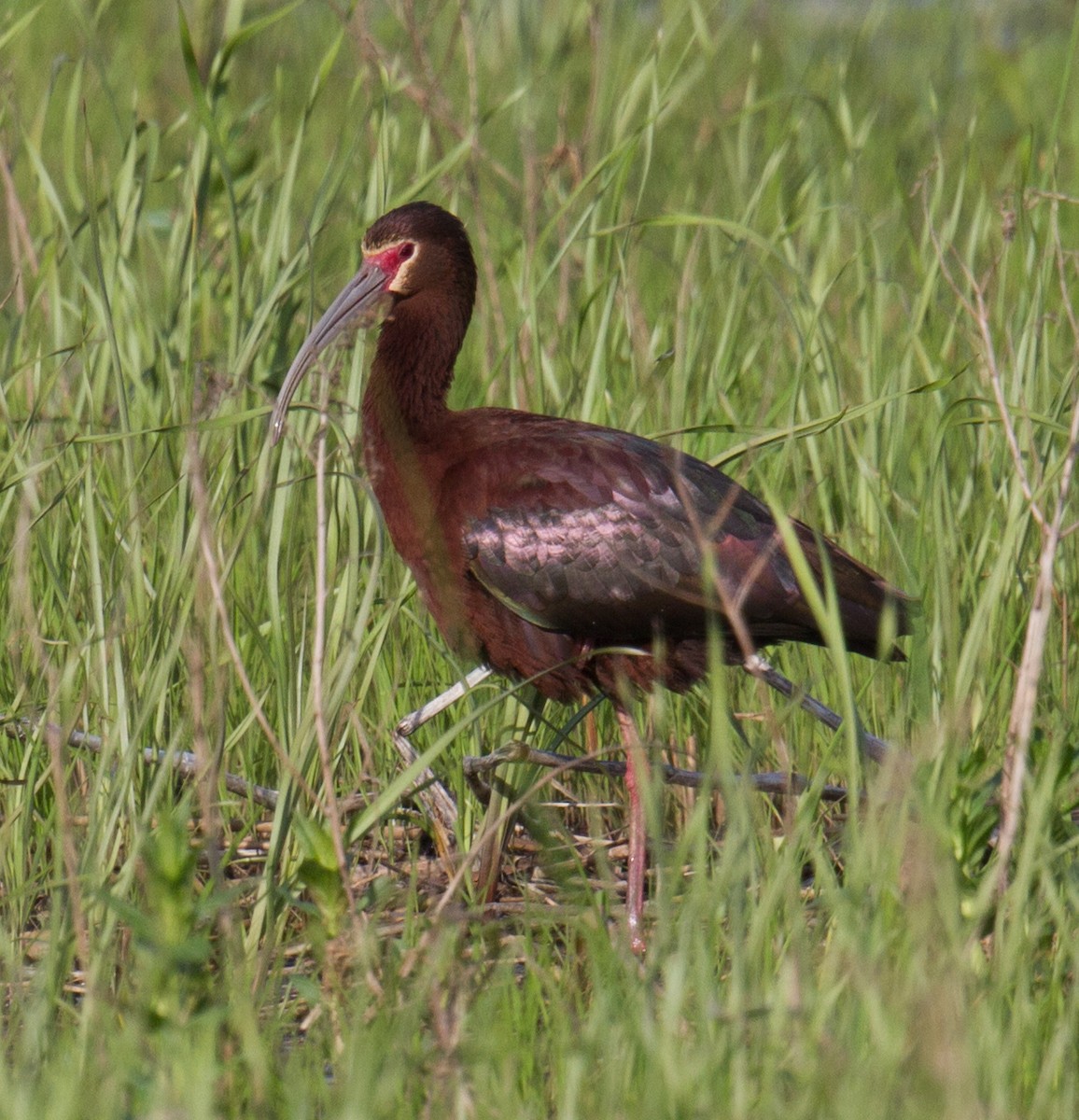 Ibis à face blanche - ML81451951