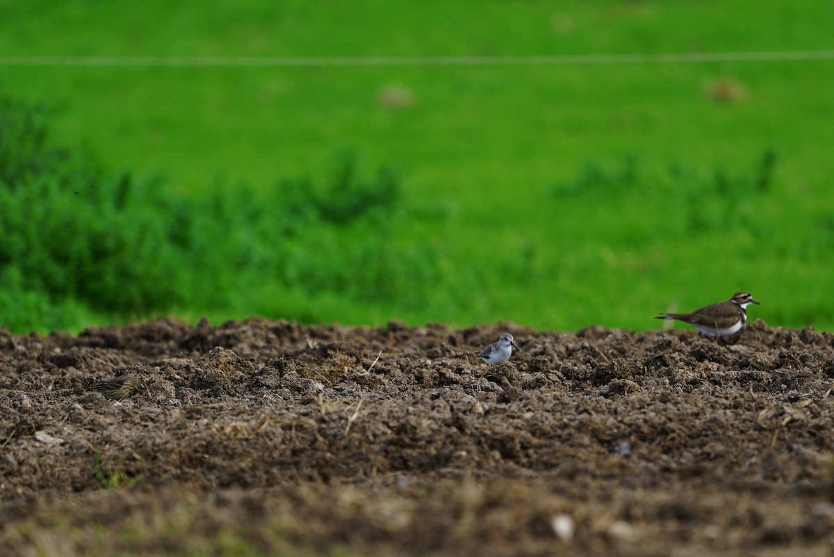 Western Sandpiper - ML81453791