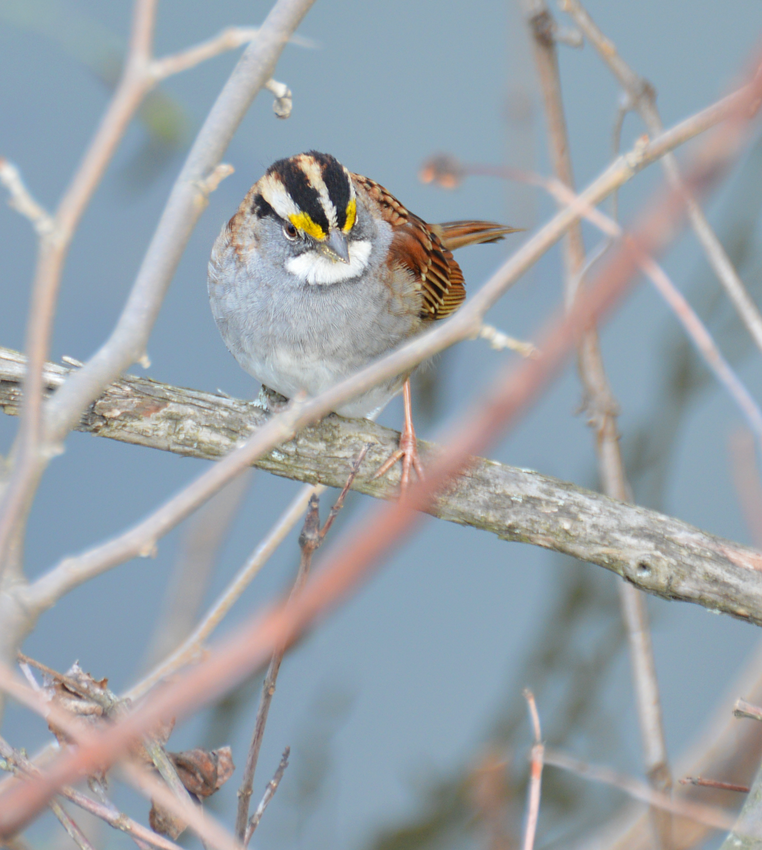White-throated Sparrow - Suzanne Britton