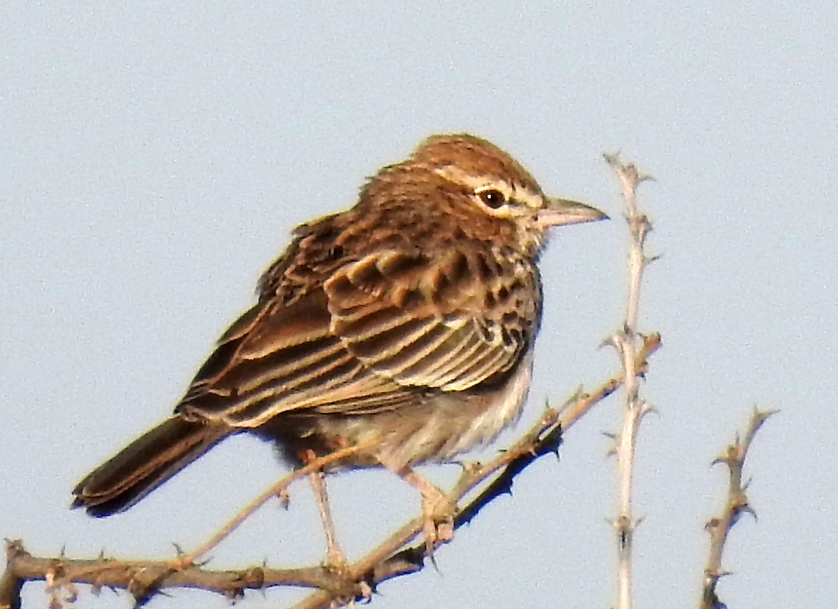 Gillett's Lark - ML81454721