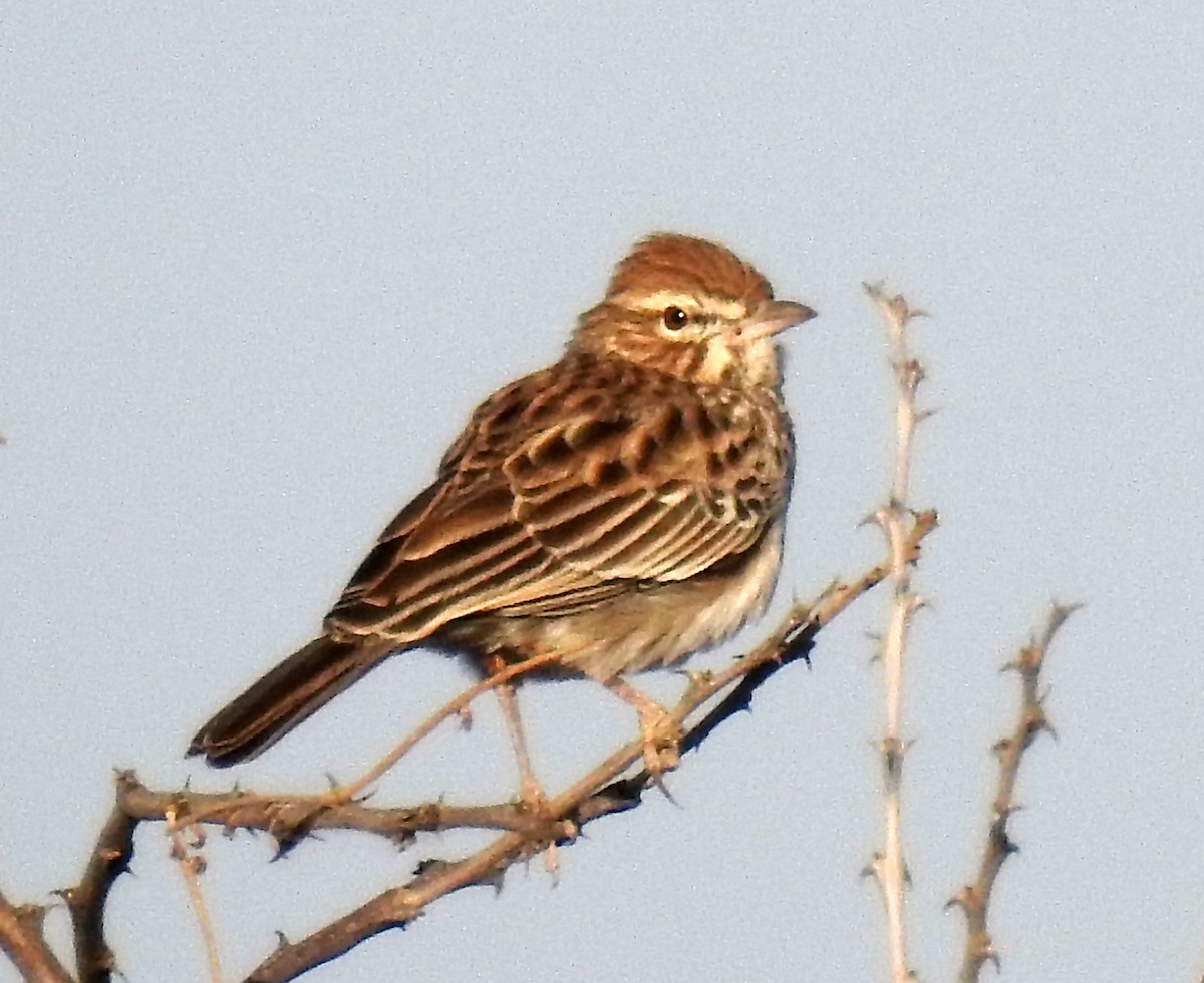 Gillett's Lark - ML81454741