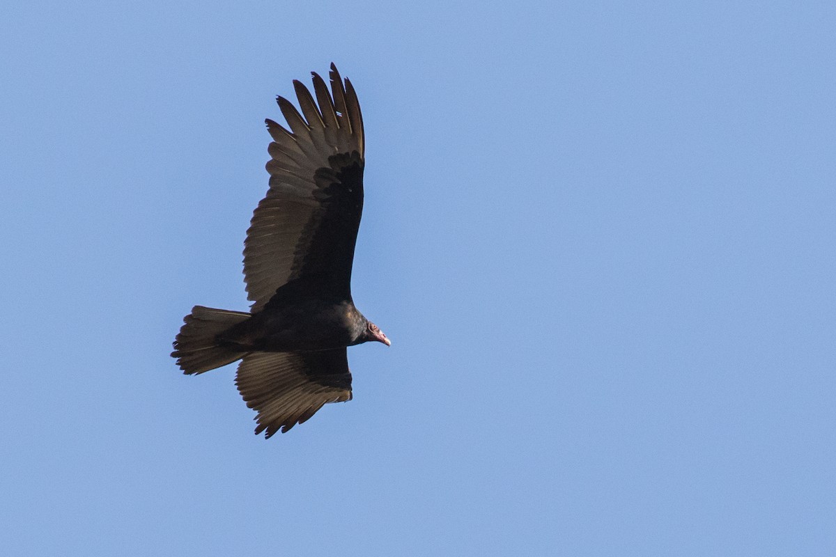 Turkey Vulture - ML81455321