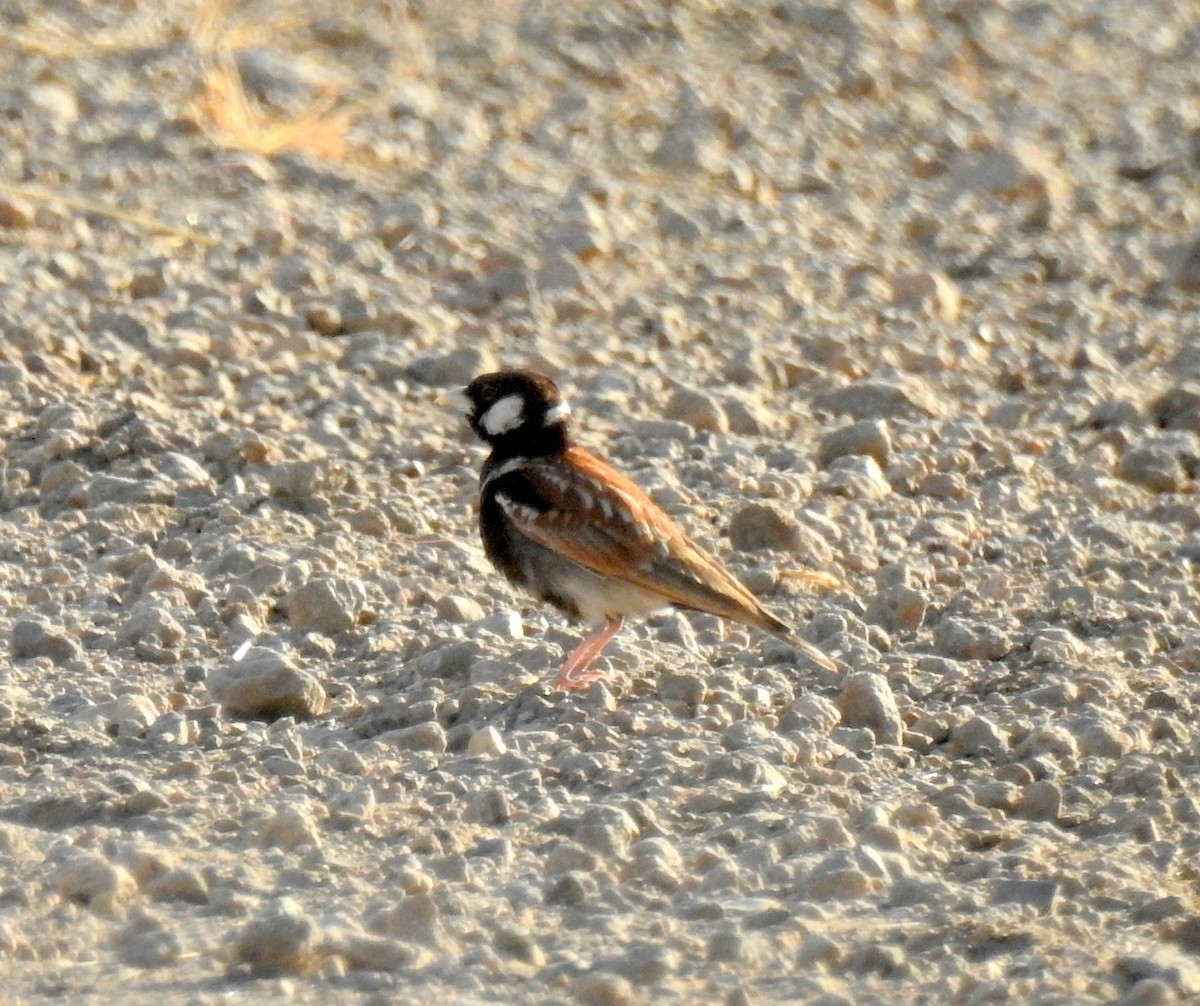 Chestnut-backed Sparrow-Lark - ML81456331