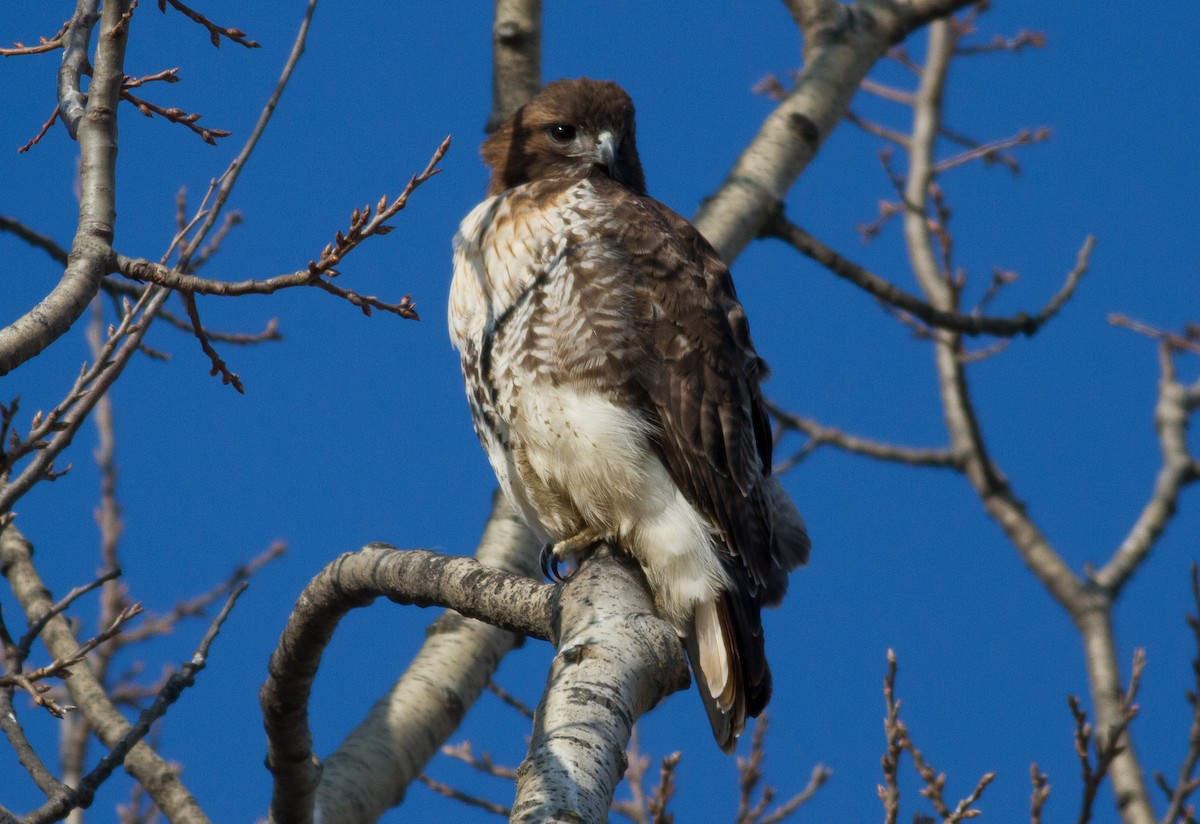 Red-tailed Hawk - Nick Pulcinella