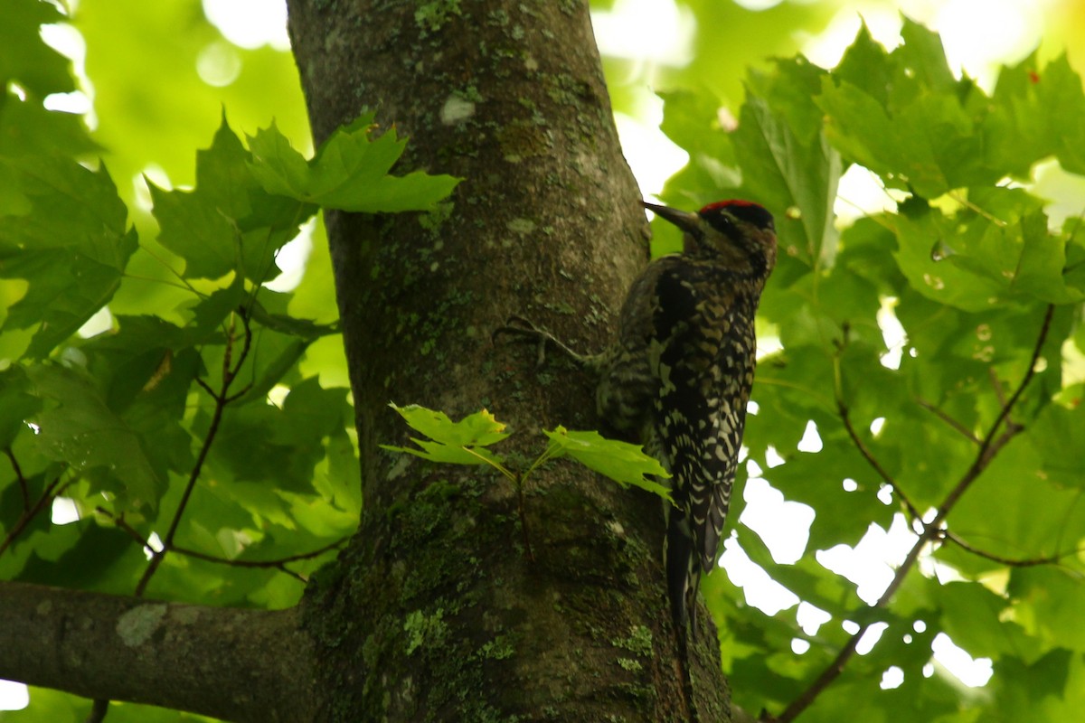 Yellow-bellied Sapsucker - ML81458671