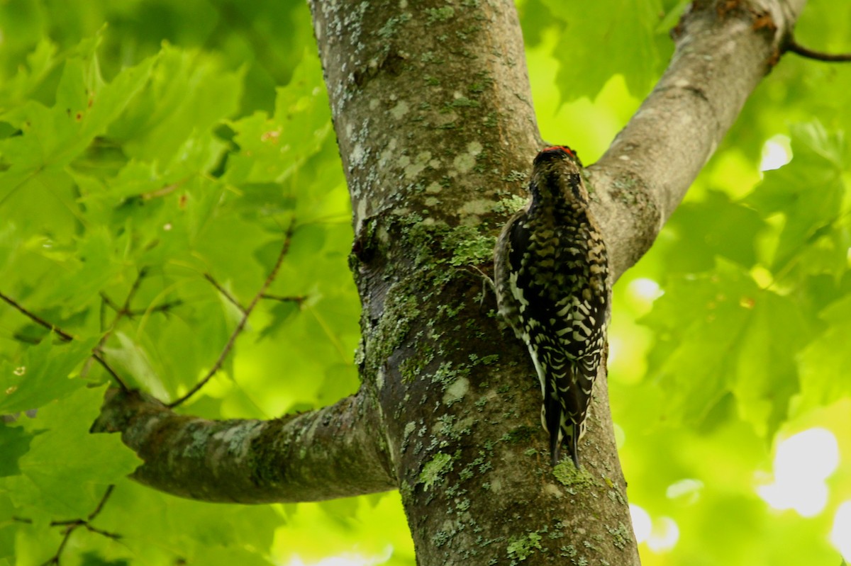 Yellow-bellied Sapsucker - ML81458681