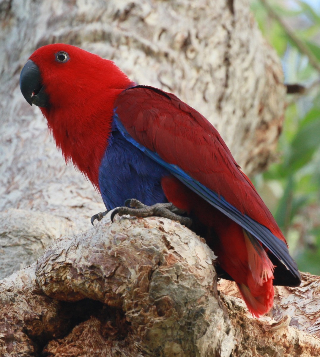 Papuan Eclectus - stephen bennie