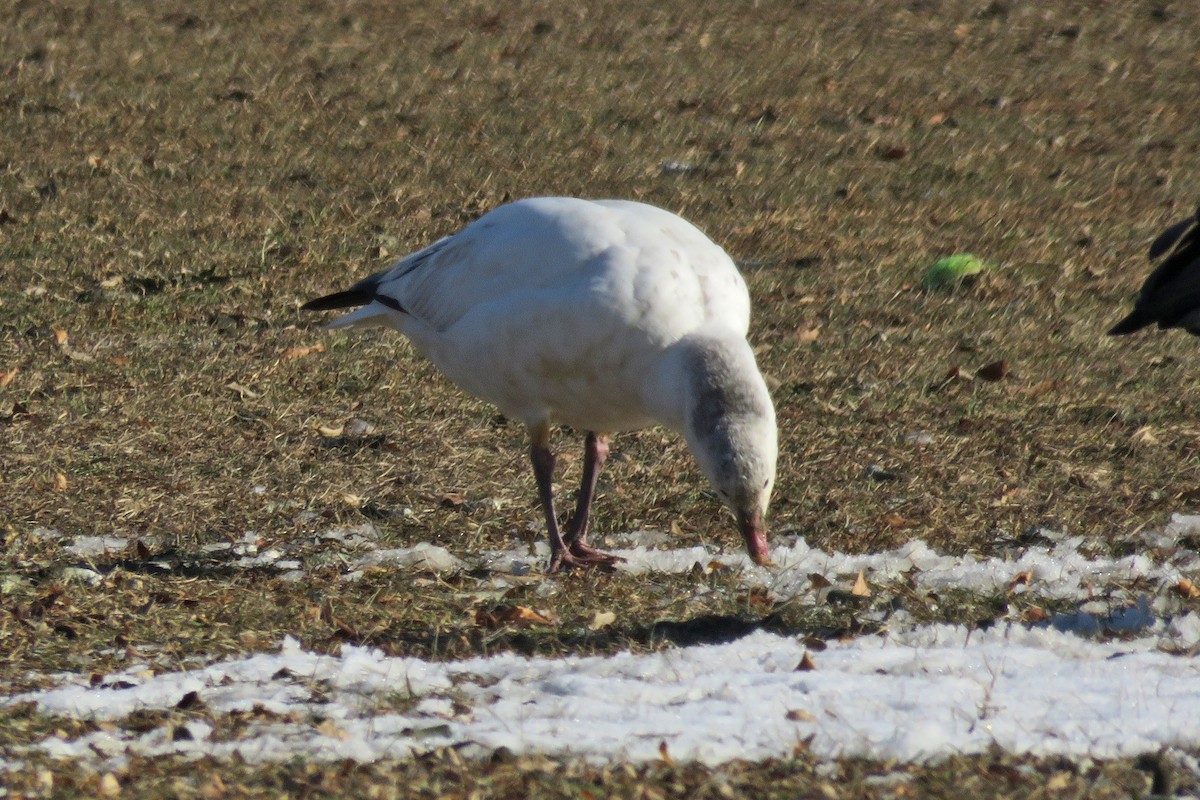 Ross's Goose - ML81459861