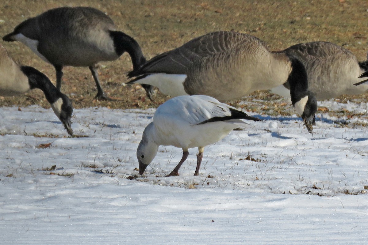 Ross's Goose - ML81459921