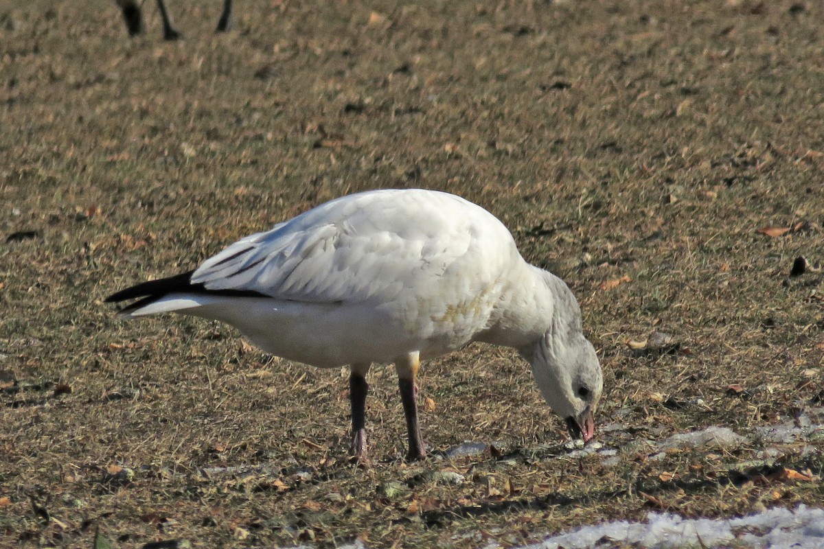 Zwergschneegans - ML81459951