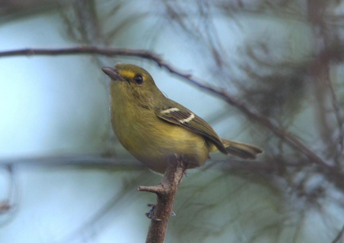 Mangrove Vireo - Mark  Brown