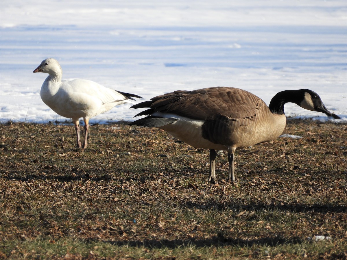 Ross's Goose - ML81462121