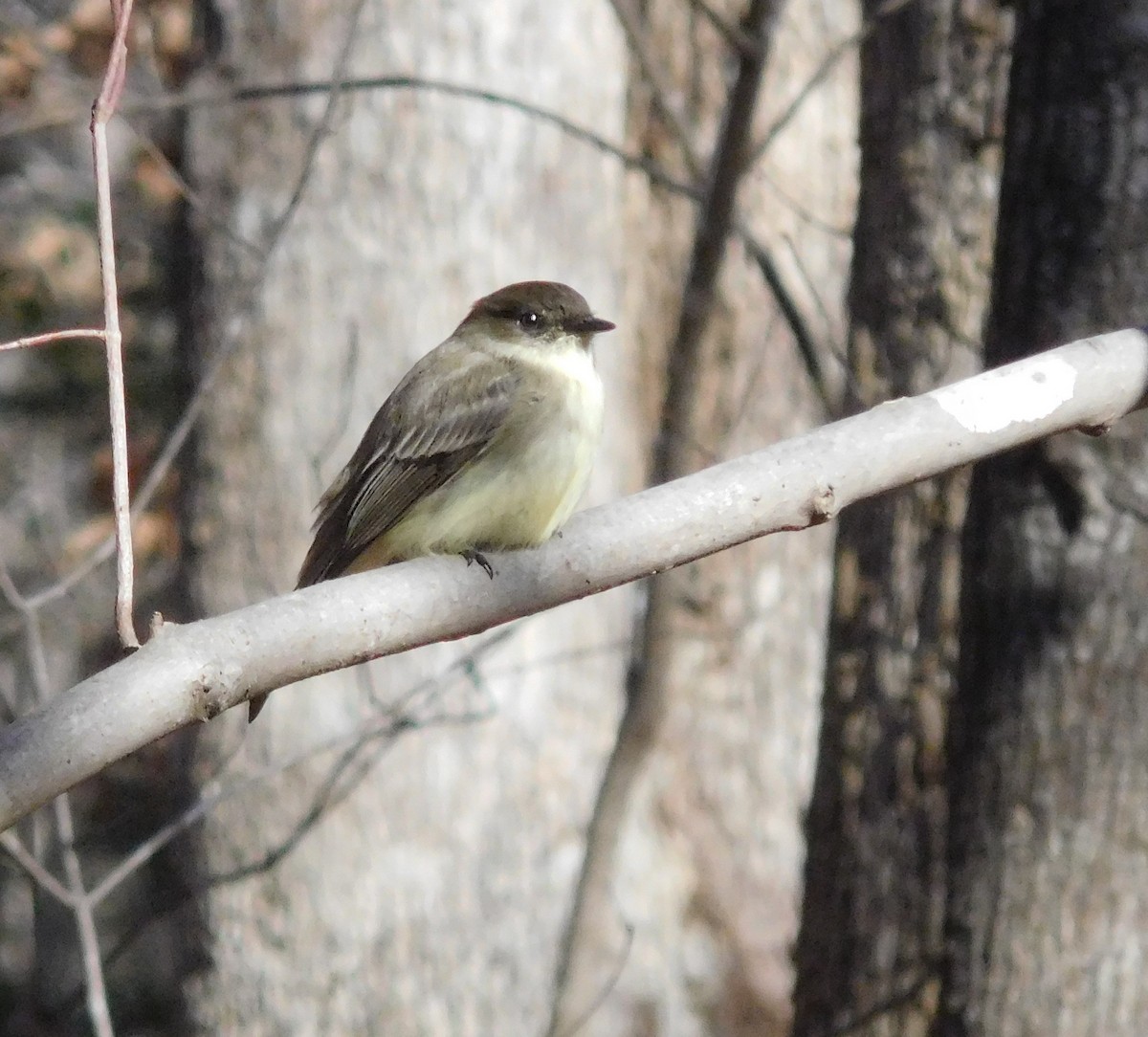 Eastern Phoebe - ML81462301